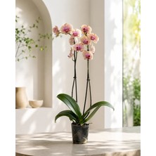 Gardenkoala Mercan Renkli Orkide – Phalaenopsis – Çift Dal