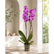 Gardenkoala Mor Phalaenopsis Orkide – Çift Dal