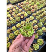 Sukulent İstanbul Sukulent ( Sempervivum) Tek Tip 50'li Set- Dolgun Form