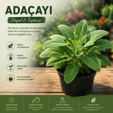 Taber Saksılı Adaçayı Bitkisi (Salvia Officinalis) | Aromatik Şifalı Bitki | Canlı Adaçayı Fidesi | 20-30 cm