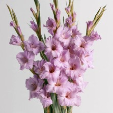 NET TARIM 3 Adet Lila Glayör Swan Gladiolus Çiçeği Soğanı