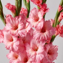 NET TARIM 1 Adet Pembe Glayör Swan Gladiolus Çiçeği Soğanı