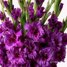 NET TARIM 1 Adet Mor Glayör Swan Gladiolus Çiçeği Soğanı