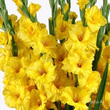 NET TARIM 5 Adet Sarı Glayöl Swan Gladiolus Çiçeği Soğanı