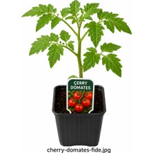 Lotus Botanik Cerry Domates Fidesi