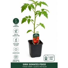 Lotus Botanik Sırık Domates Fidesi