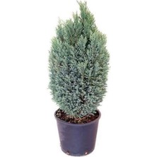 Isparta Gülü Elvoodii Elwoodii Çam Fidanı 30-40 cm