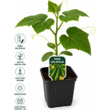 Lotus Botanik Sırık Salatalık Fidesi
