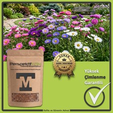 Karışık Yalınkat Aster Çiçeği Tohumu (Yıldız Patı) - Bol Çiçekli Bahçe ve Saksı Çiçeği Tohumu (Yüksek Çimlenme) (10 Adet)