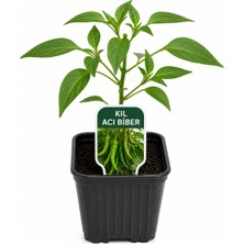 Lotus Botanik 20 Adet Kıl Acı Biber Fidesi