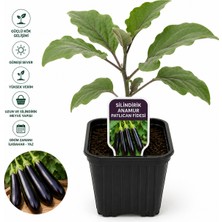 Lotus Botanik Silindirik Anamur Patlıcan Fidesi