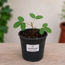 Lotus Botanik Küstüm Çiçeği (Mimosa Pudica) 1 Litre Saksıda Canlı Bitki