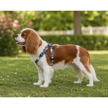 Ally Paws Geometrik Köpek Göğüs Tasması (Göğüs: 30 cm x 60 cm)