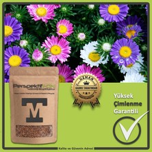 Papatya Çiçekli Aster Tohumu (Yıldızpatı) - Renkli Yalınkat Bahçe ve Saksı Çiçeği Tohumu (Yüksek Çimlenme)(10 Tohum)