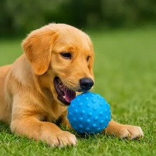 AyrStore Petzoom Dikenli Köpek Oyun Topu