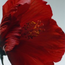 Jo Malone Scarlet Poppy Cologne Intense