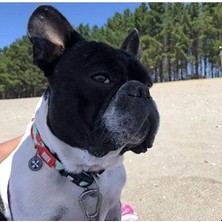 Die Grup Akıllı Künyeli Köpek Boyun Tasması, S Beden, Karpuz Rengi