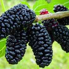 Floramut Tüplü Avustralya Dut Fidanı 60-80 cm Boyunda Hızla Meyve Veren Fidan