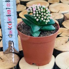 Egzotik Bahçe Egzotikbahçe Crassula Springtime 5,5 cm Saksıda Pembe Çiçek Açan Katlı Sukulent Bitkisi