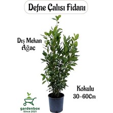 Empressco Kokulu Defne Çalısı Fidanı 1 Adet Saksılı/tüplü Laurus Nobilis