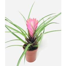 Empressco Tillansia Cyanea Hava Bitkisi 5,5 Cmlik Saksıda - Fiyatı, Yorumları