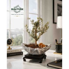 BitkiTÜRK Ithal Zeytin Bonsai Adayı Kaya Kayık Beton Saksıda Dekoratif Iç Mekan Bitkisi Kuru Portakal Dilimli