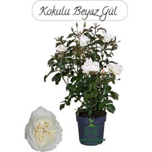 Empressco Yediveren Beyaz Gül Fidanı, Saksıda, 30-50CM, Bahçe ve Balkon Dekoru