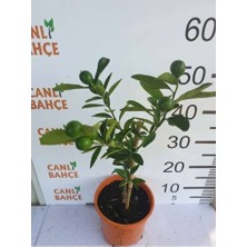 Empressco 3 Yaş Saksılı Bodur Fidanı 50 cm Sağlıklı Bahçe Bitkisi