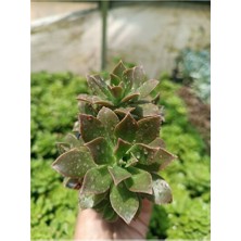 Empressco 9cm Saksılı Aeonium Decorum, Canlı ve Şık Sukulent Bitki