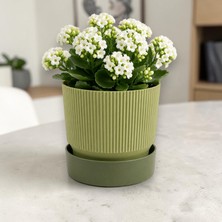 Poliwork 2 Litre Plastik Saksı Ixora 15 Tabaklı Dekoratif Çiçek Saksısı Modern Bitki Saksısı Ev Ofis Balkon yeşil