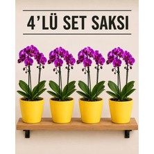 Plant Home Power Mix 4'lü Sarı Renk Orkide Saksısı