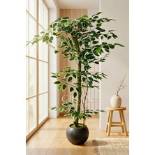Cihan Çiçekçilik 120 cm Yapay Ficus Ağacı Siyah 27X33 Küre Saksılı