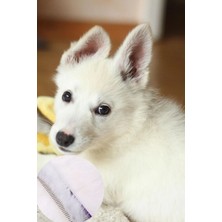 Buffer Parlak Metal Köpek Tarağı Renkli Pet Köpek Pire Tarağı Köpek Tüyü Tarama