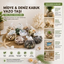 Sora Home Dekoratif Vazo Taşı - Midye ve Deniz Kabuğu - Fileli Renkli Mix