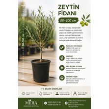 Mera Çiçekçilik Zeytin Fidanı 80-100 cm