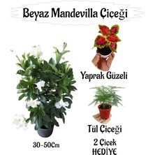 Empressco Beyaz Mandevilla Çiçeği ve Yaprak Güzeli Saksıda Hediye Seti