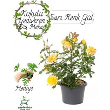 Empressco Canlı Sarı Bahçe Gülü ve Para Çiçeği Saksıda 30-50CM Set