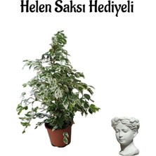 Empressco Kadınlar Günü Özel Alacalı Benjamin Bitkisi ve Helen Saksı Seti