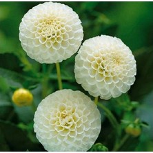 Asya Yıldız Soğanı Dahlia Snowflake Soğanı 1 Adet Boy 80 cm