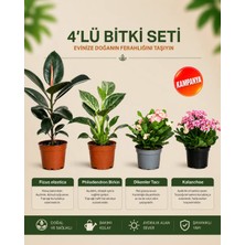 Gardenkoala Ficus Elastica – Philodendron Birkin – Dikenler Tacı – Kalanchoe 4'lü Bitki Seti