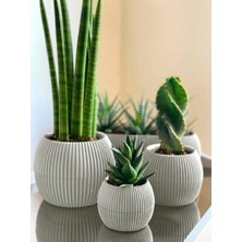 3 Lü Set Kaktüs ve Çiçekler Için Dekoratif ve Şık Karasu Mercan Saksı Seti Krem Renk