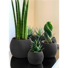 3 Lü Set Kaktüs ve Çiçekler Için Dekoratif ve Şık Karasu Mercan Saksı Seti Gri