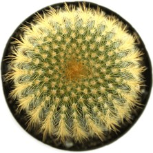 Levant Notocactus Altın Top Kaktüs 5,5 cm Saksıda Özel Karışım Toprakla Drenajı Ayarlanmış
