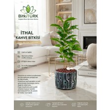 BitkiTÜRK Kahve Tutkunlarına Beton Saksıda Ithal Kahve Bitkisi