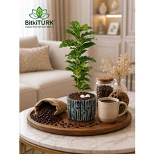 BitkiTÜRK Ithal Kahve Bitkisi (Coffea Arabica) Beton Saksıda Canlı Salon Bitkisi Ev ve Ofis Dekoru