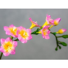 Gardenya 5 Adet Pembe Kenar Frezya Çiçek Soğanı