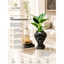 Helen Beton Saksıda Ithal Philodendron Birkin|bitkitürk Özel Tasarım