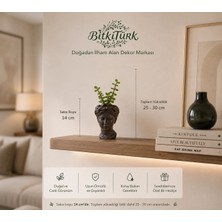Beton Helen Saksıda Ithal Crasula Ovata (Para Sukulent)|bitkitürk Tasarım