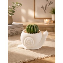 Sylva Concept Dekoratif Salyangoz Saksı – Modern Minimal Tasarım | Kaktüs ve Sukulentler Için Şık Saksı
