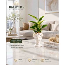 BitkiTÜRK 40+ cm Birkin Çizgili Filodendron Canlı Bitki – Dekoratif Beyaz Saksılı Iç Mekan Salon ve Ofis Bitkisi